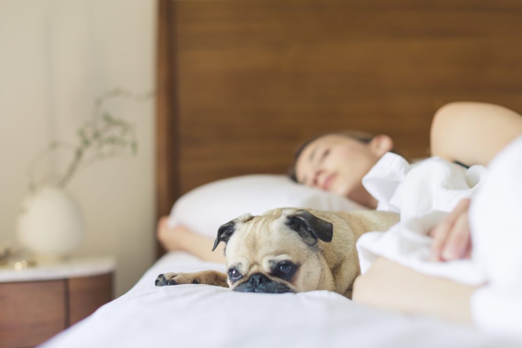bulldog resting on the bed