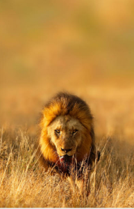 Lion on the Prowl